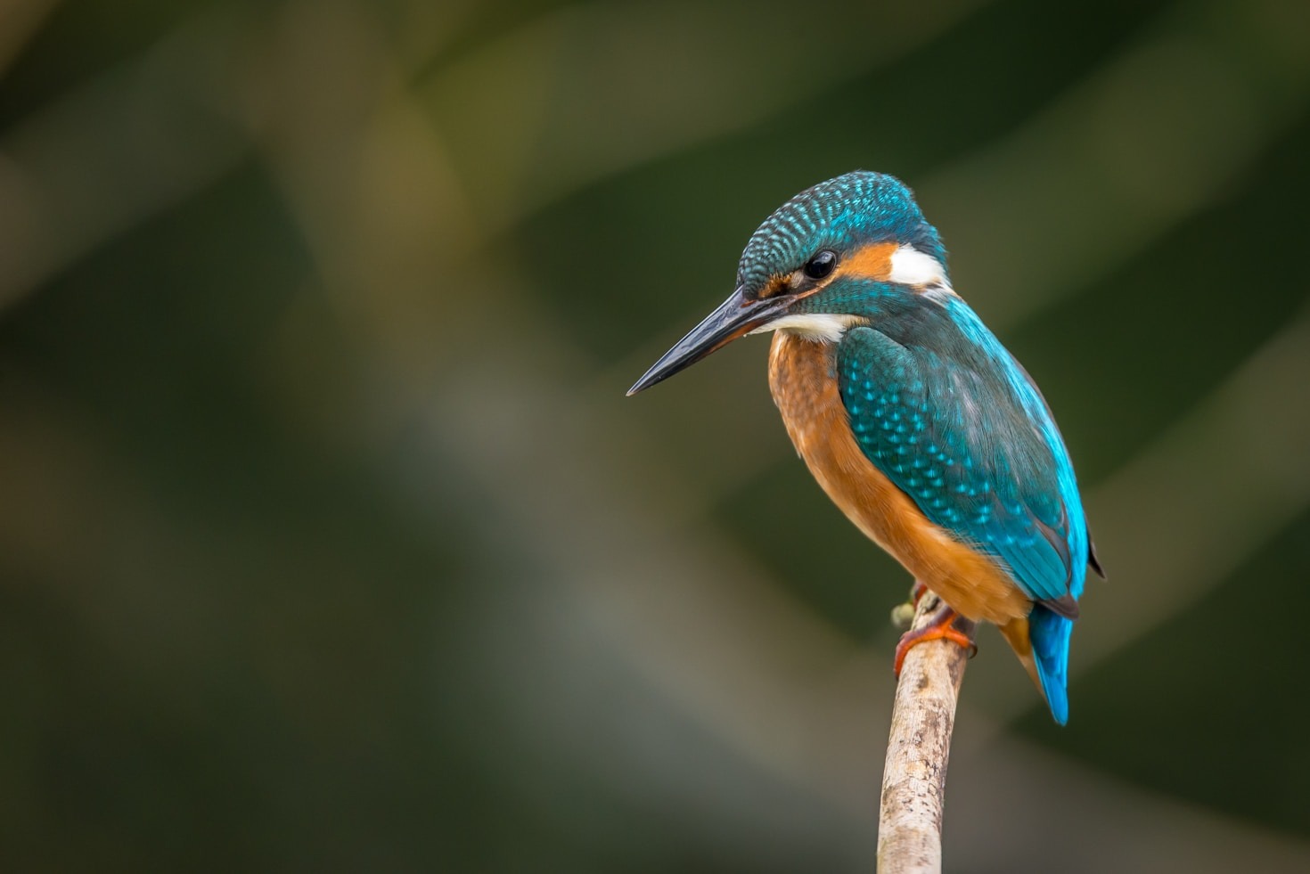 Preserving Biodiversity Through The Camera Lens